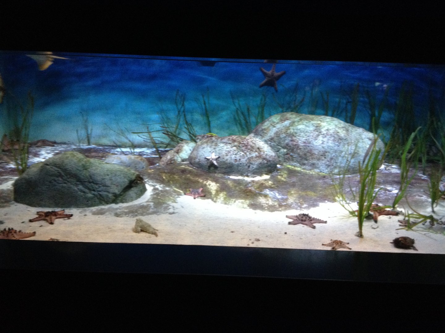 Polka-dot Batfish tank