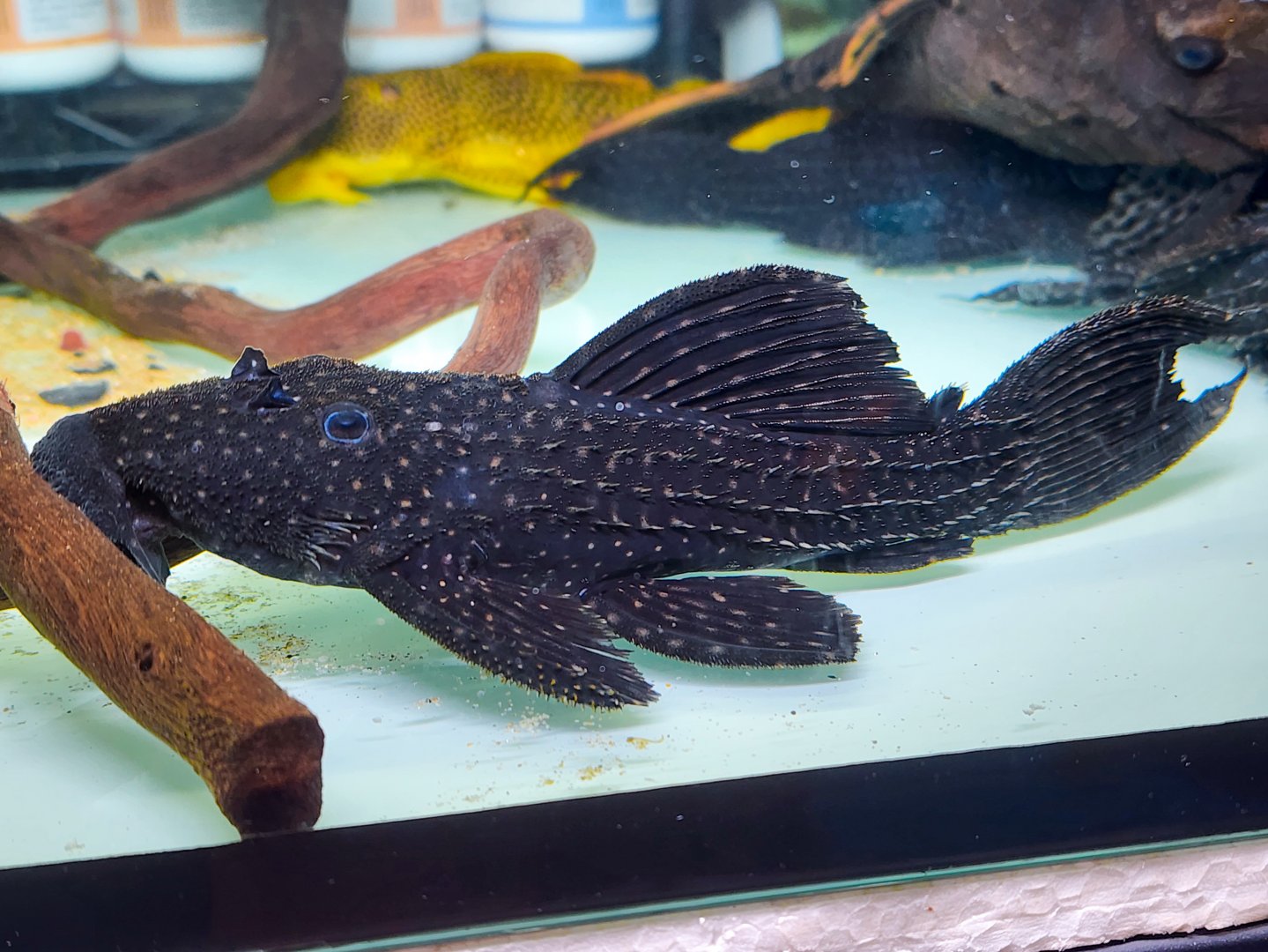 Polka-dot Cactus Pleco (Pseudacanthicus sp. "L097")