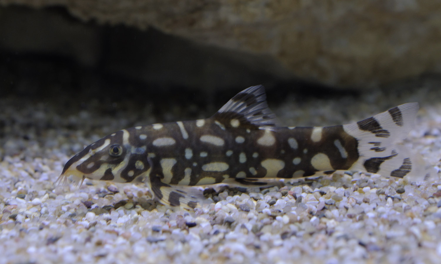 Polka dot loach