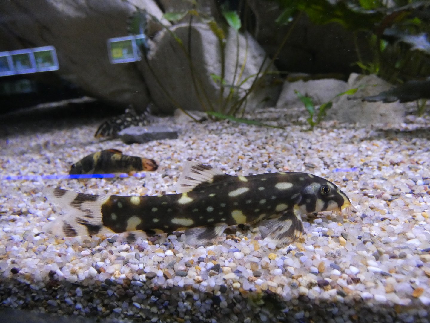Polka Dot Loach