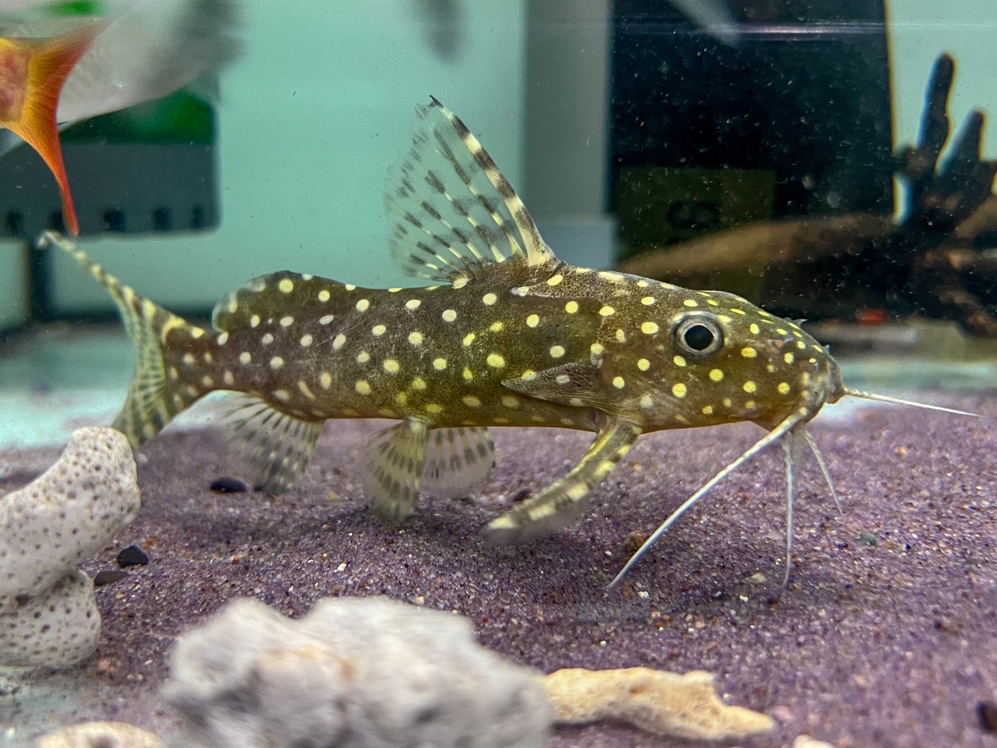 Polka-dot Squeaker (Synodontis angelicus)