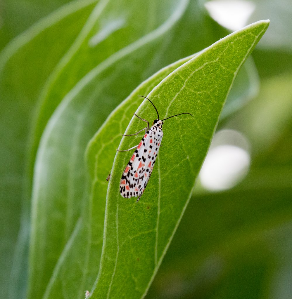 Polka-dot Tiger Moth