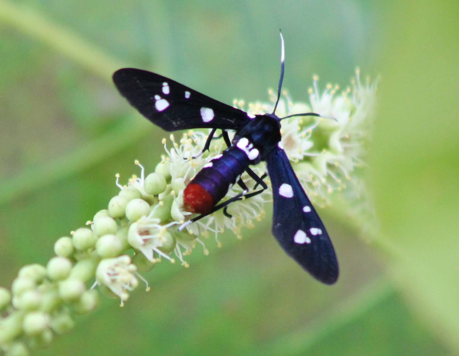 Polka dot wasp moth