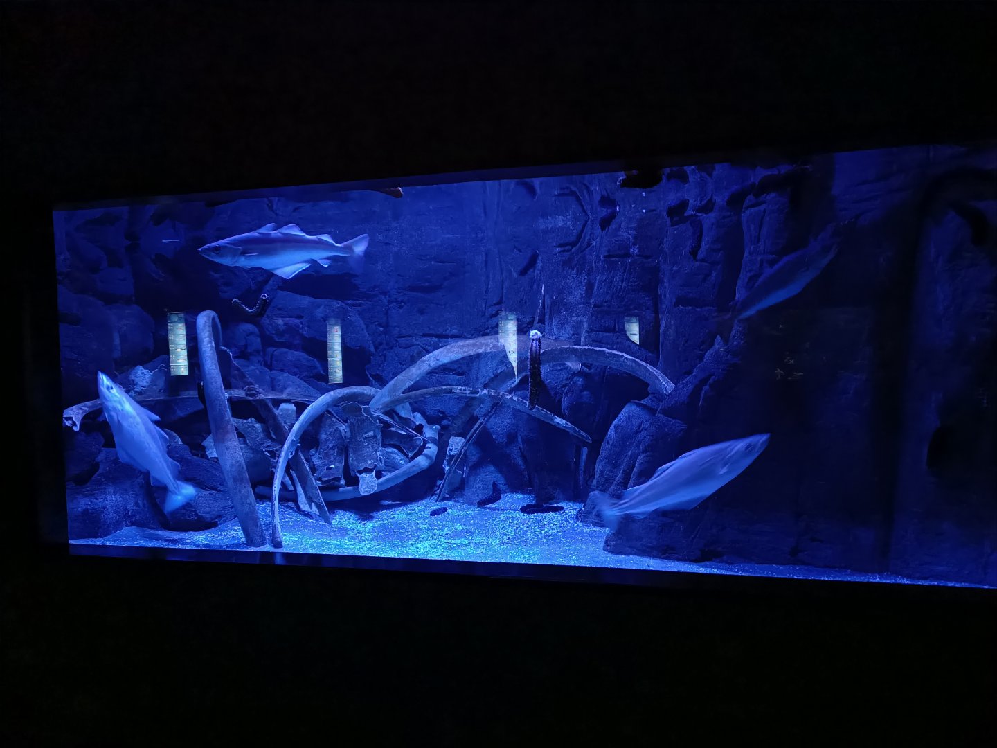 Pollachius pollachius exhibit - Bioparc Acuario de Gijón