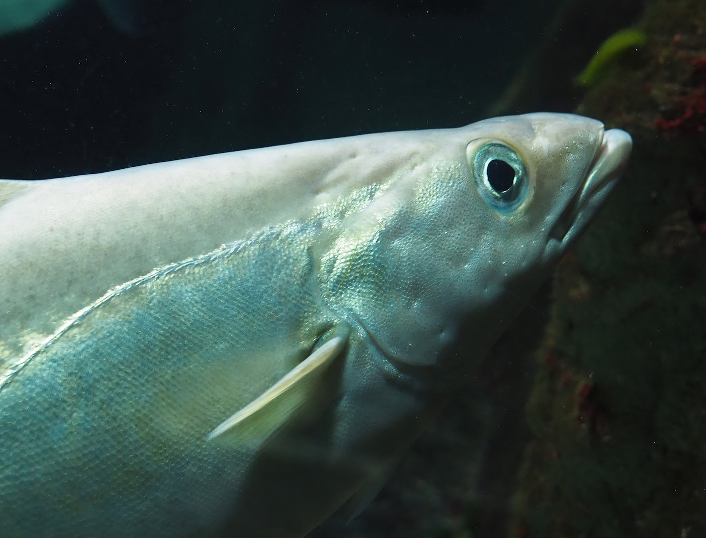 Pollack (Pollachius pollachius), 2022-07-10