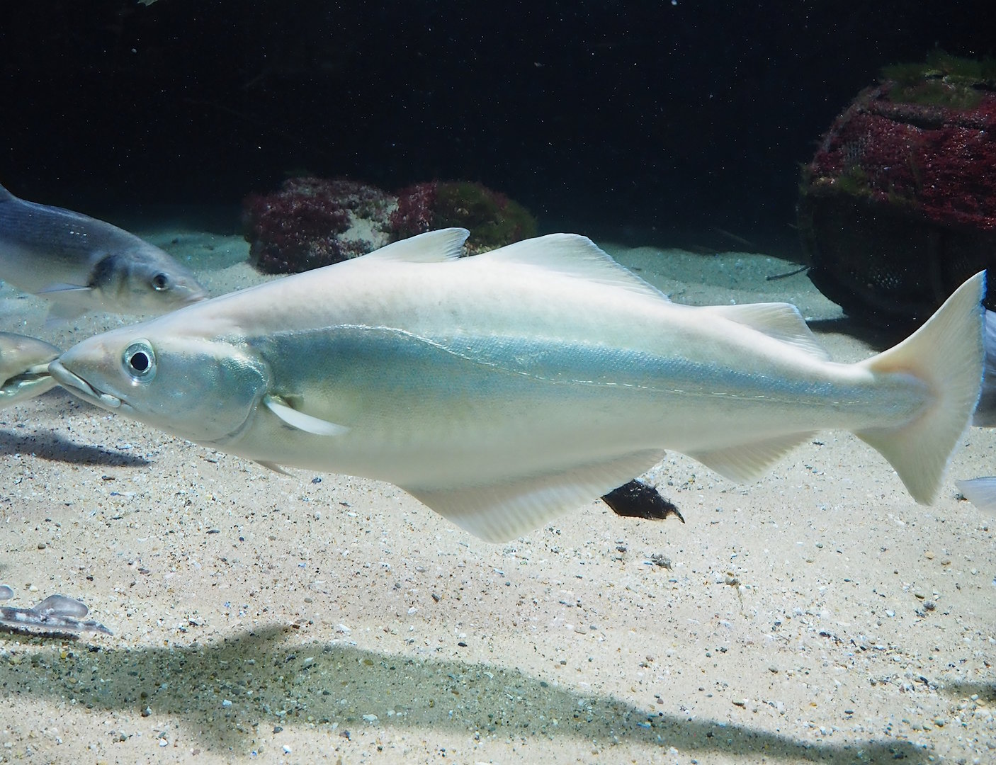 Pollack (Pollachius pollachius), 2022-10-29