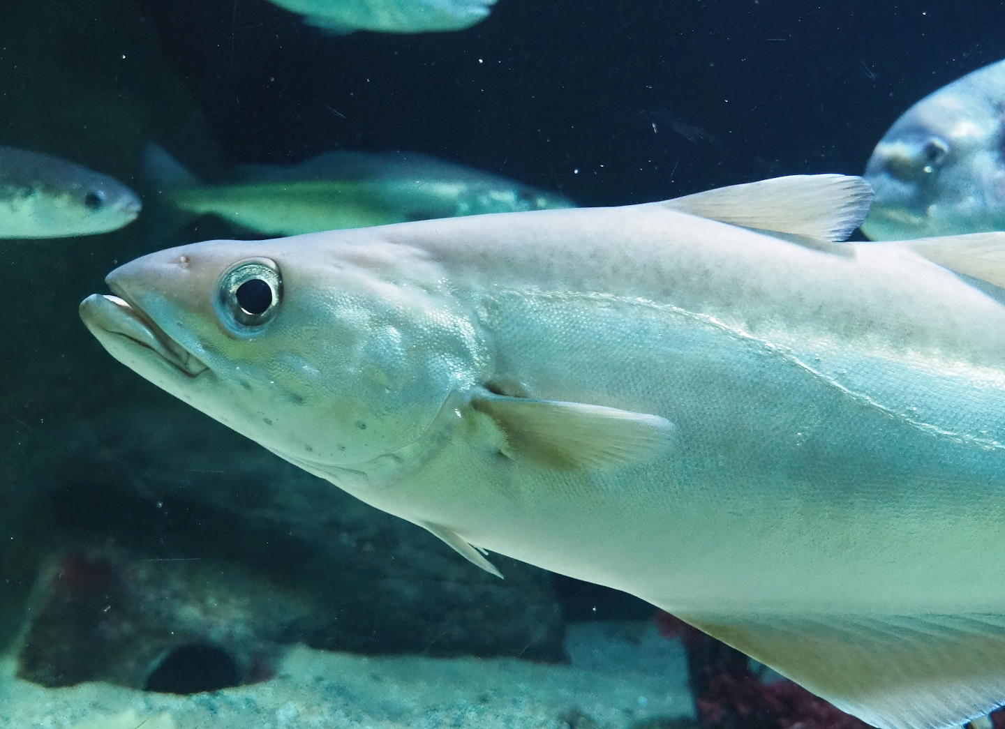 Pollack (Pollachius pollachius), 2023-04-08