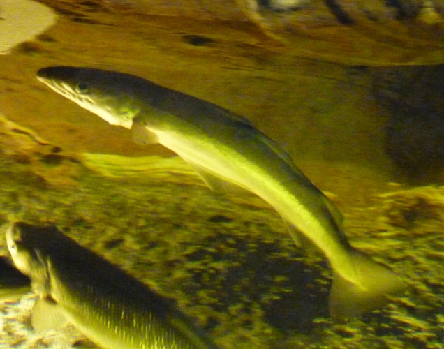 Pollack (Pollachius pollachius)