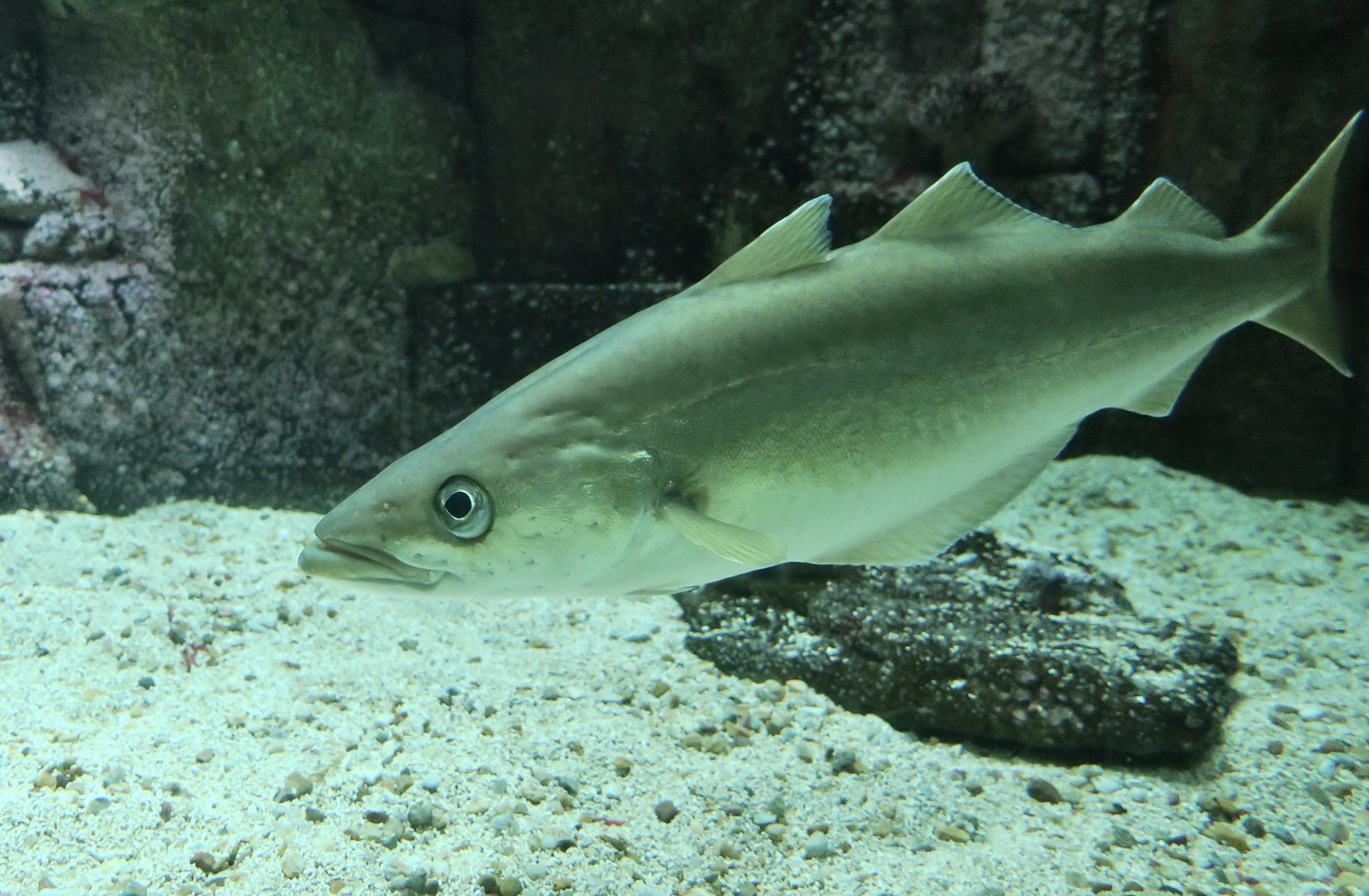 Pollack (Pollachius pollachius)