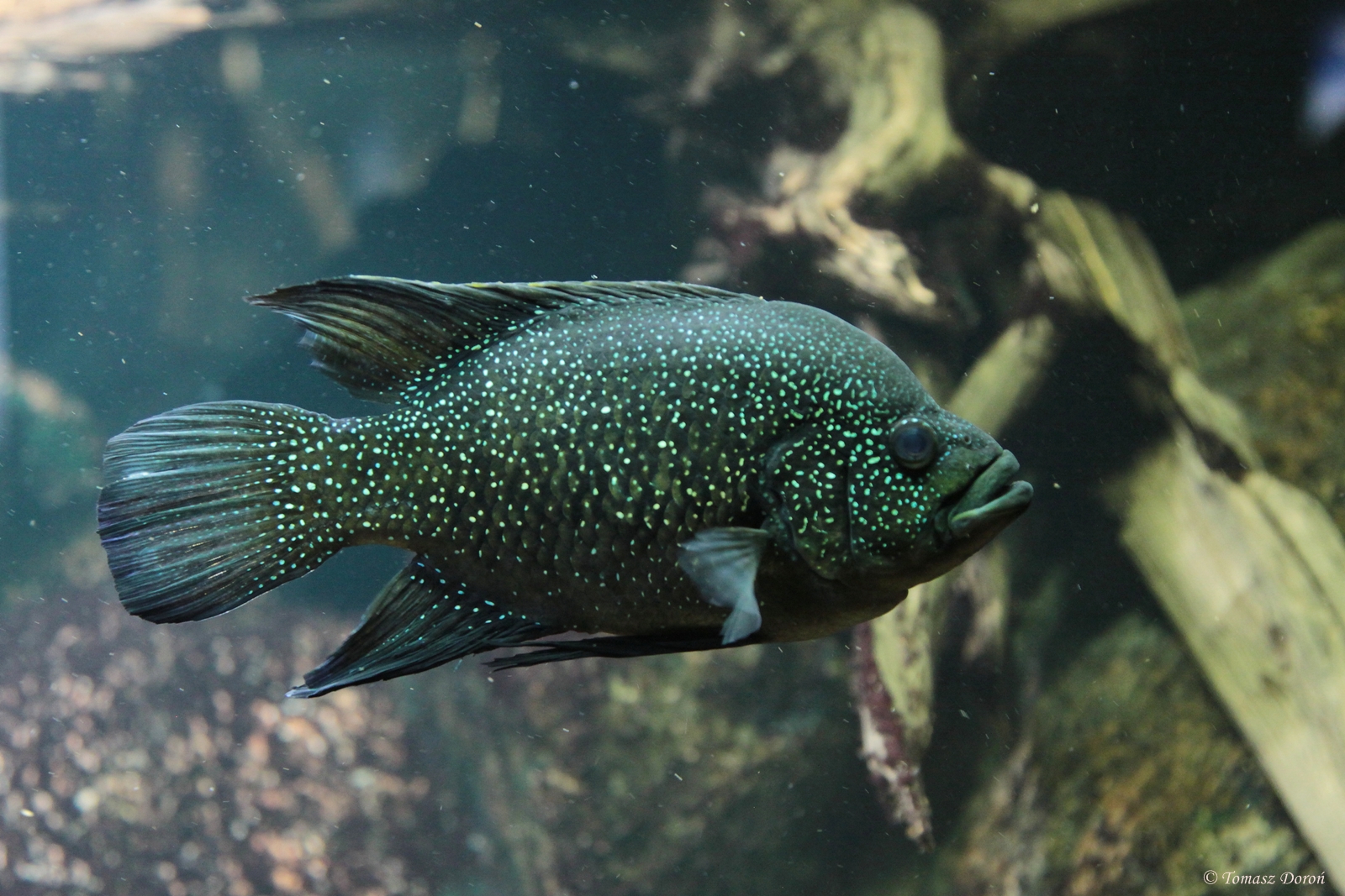 Polleni Cichlid (Paratillapia polleni)