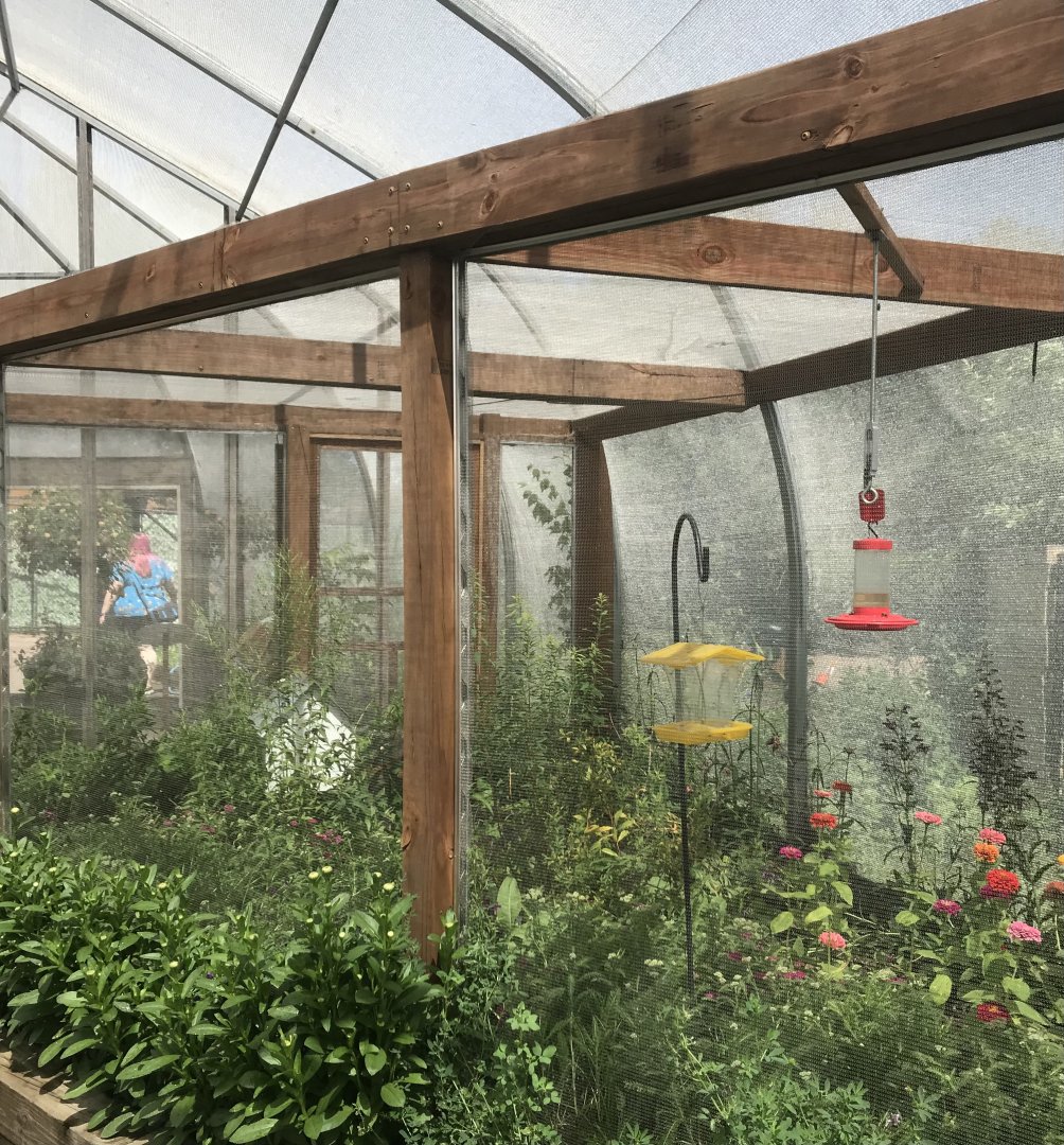 Pollinators- common eastern bumble bee exhibit