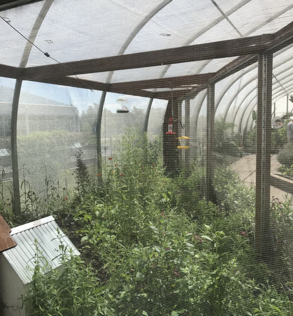 Pollinators- common eastern bumble bee exhibit