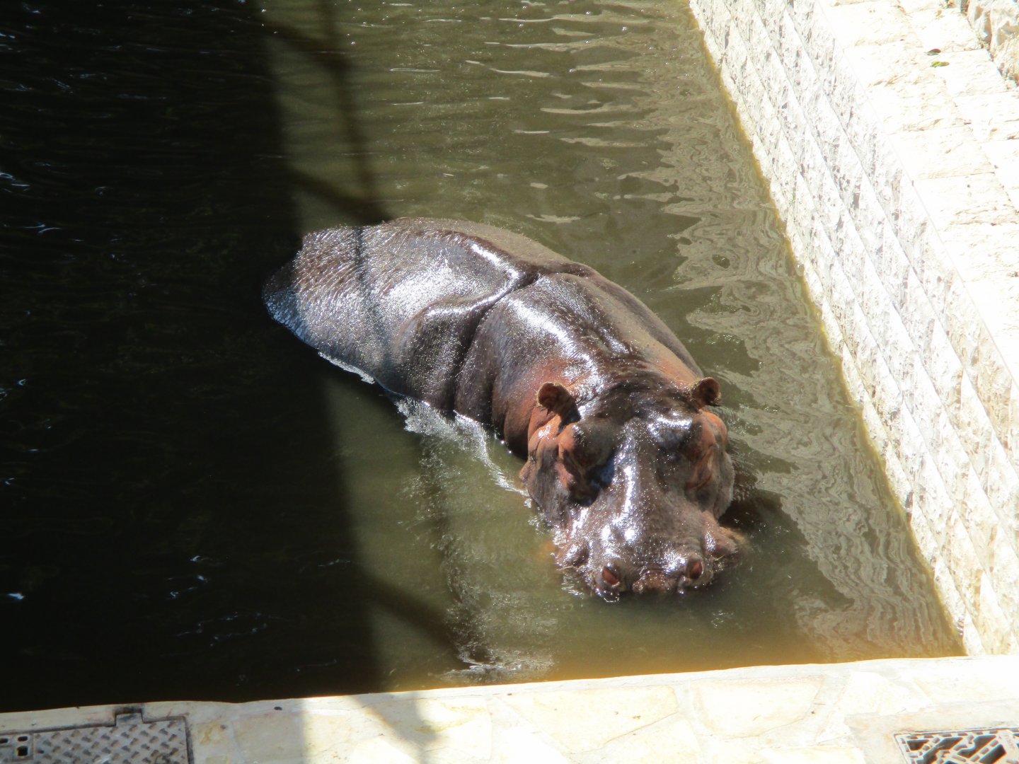 Pollux the hippopotamus