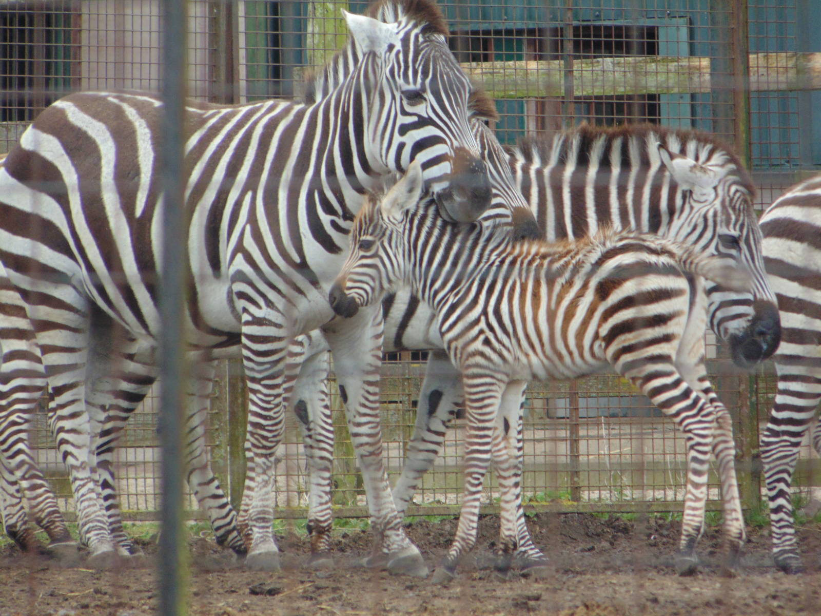 Polly - Grant Zebra Foal