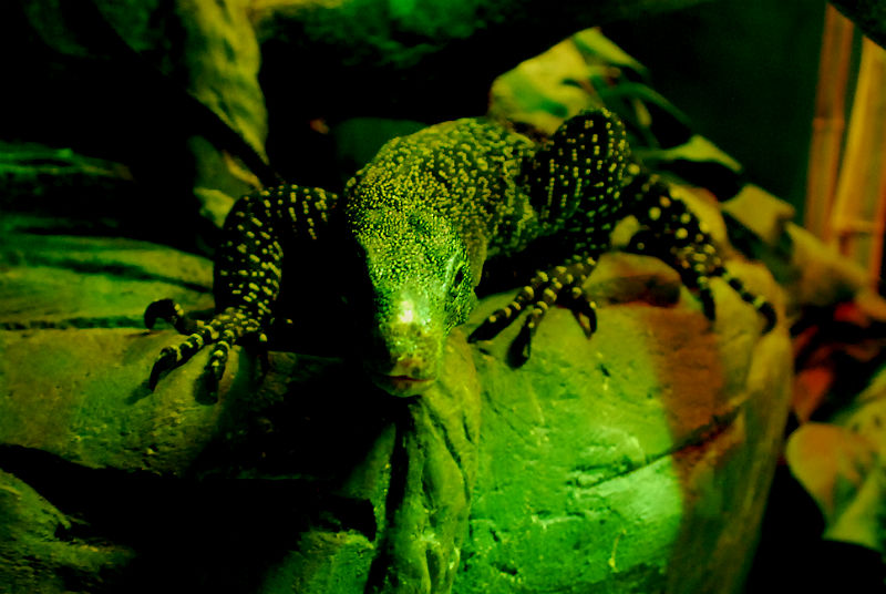POLO, crocodile Monitor