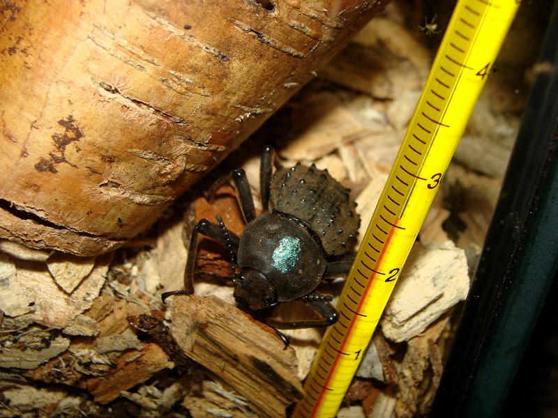 Polposipus herculeanus