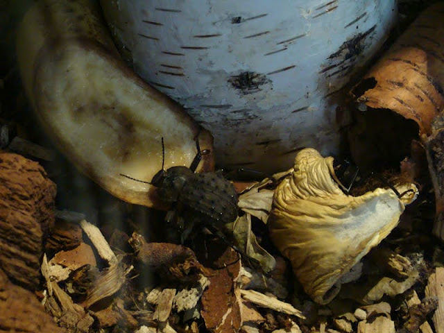 Polposipus herculeanus