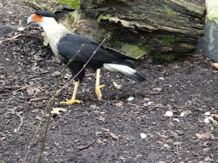 Polyborus plancus cheriway