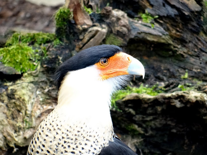 Polyborus plancus cheriway