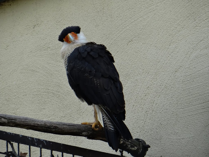 Polyborus plancus cheriway