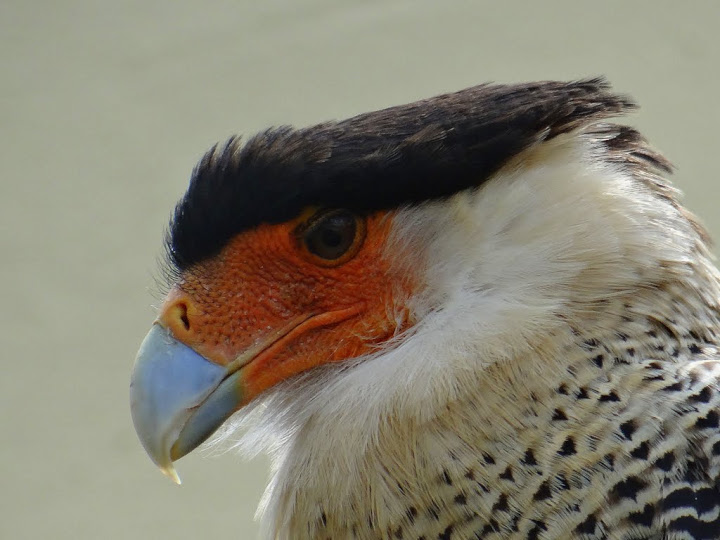 Polyborus plancus cheriway