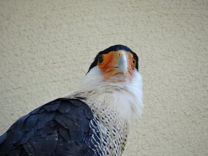 Polyborus plancus cheriway