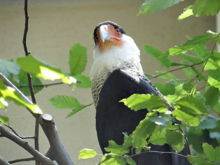 Polyborus plancus cheriway