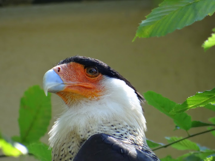 Polyborus plancus cheriway