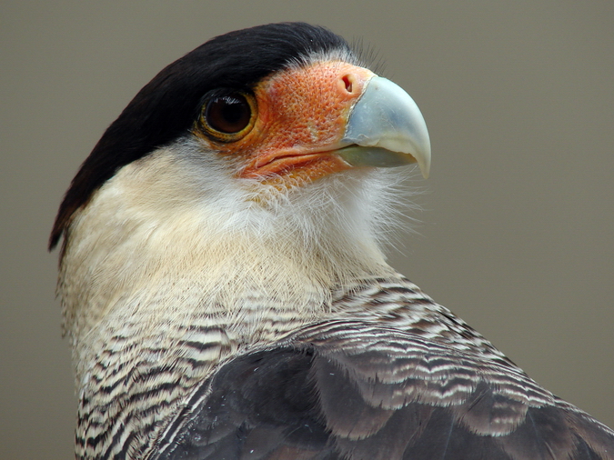 Polyborus plancus / Crested (common) caracara