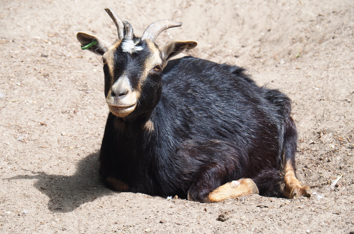 Polycerate pygmy goat (Capra aegagrus hircus), 2019-05-25