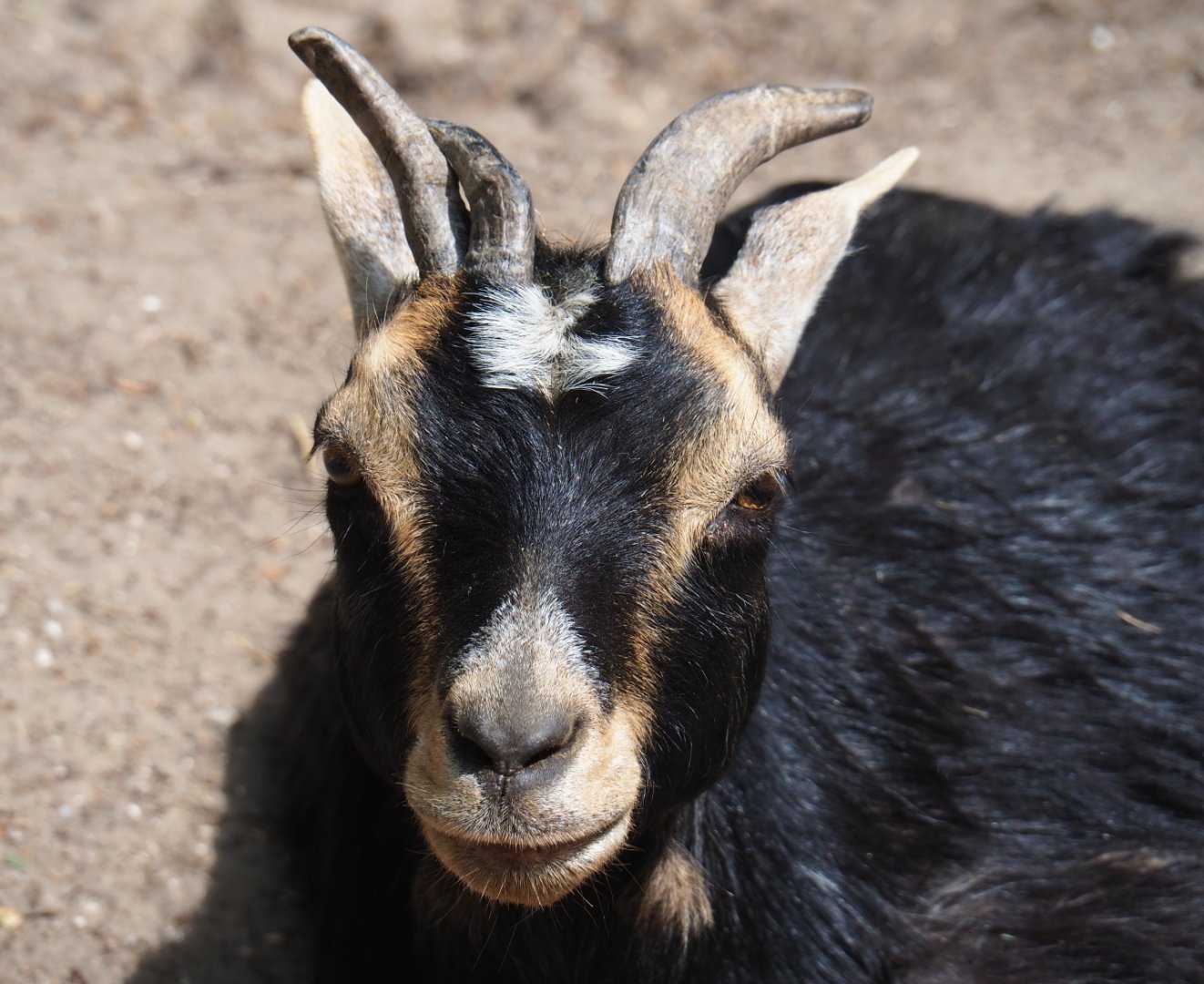 Polycerate pygmy goat (Capra aegagrus hircus), 2019-05-25