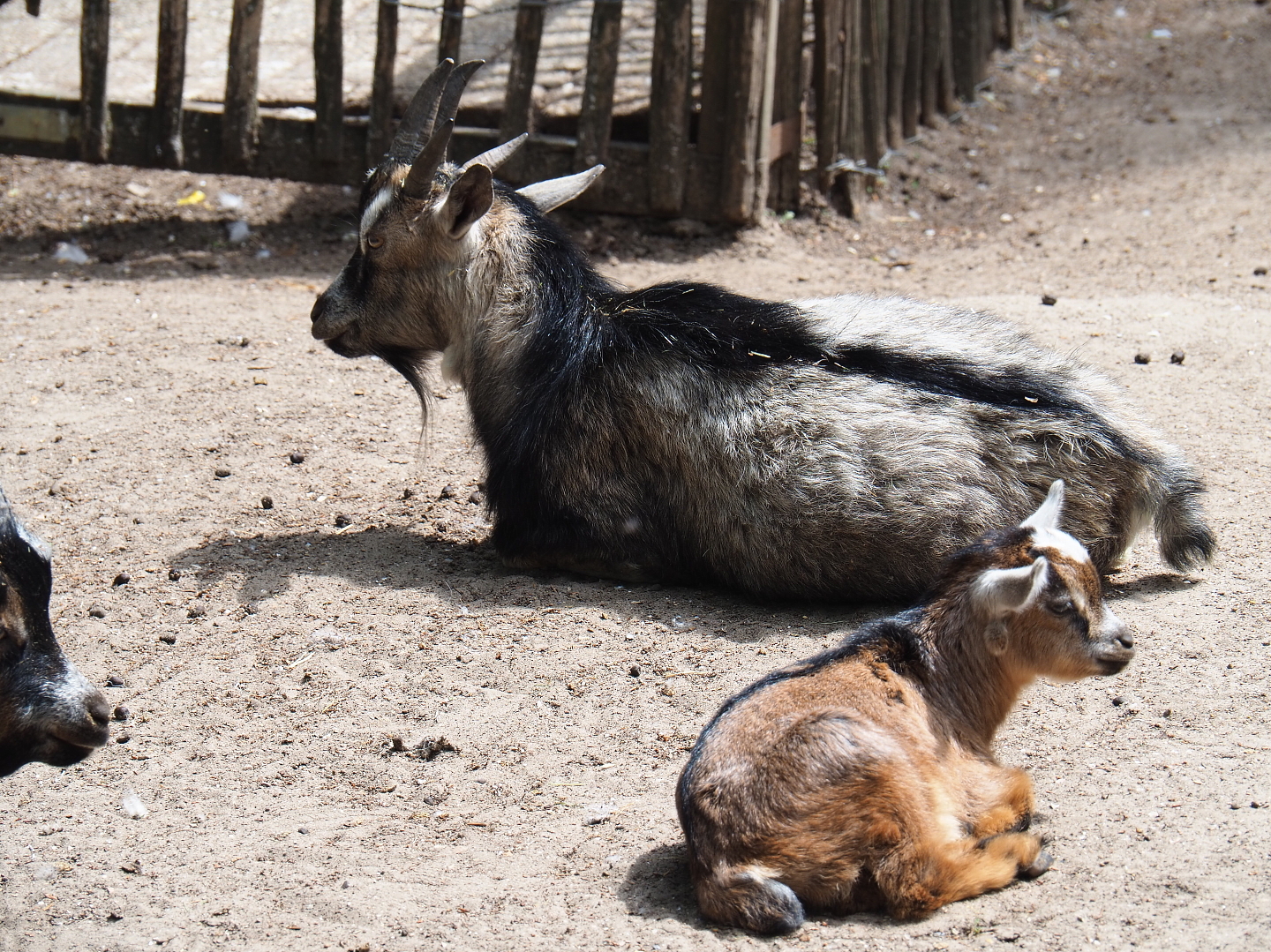 Polycerate pygmy goats (Capra aegagrus hircus), 2019-05-25