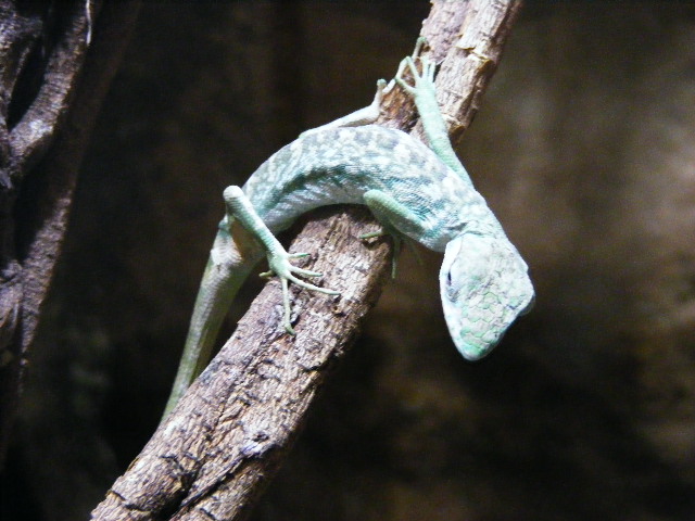Polychrus marmoratus