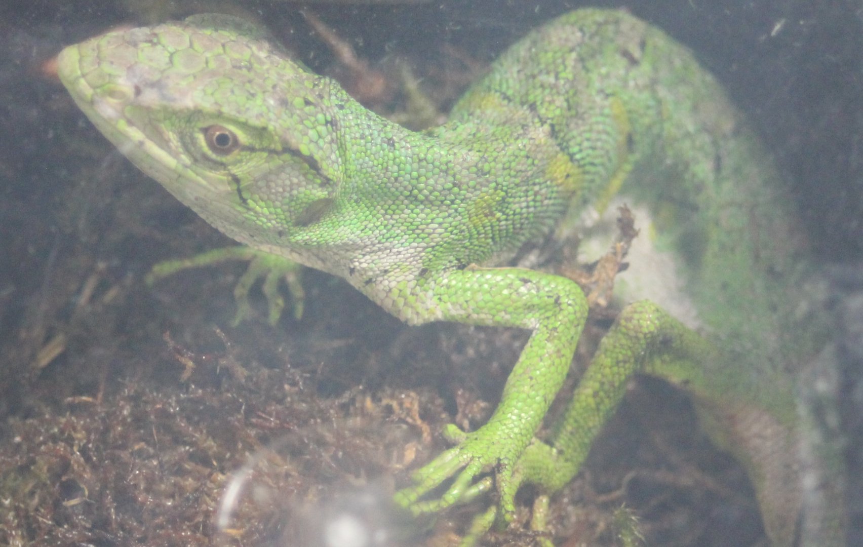 Polychrus marmoratus