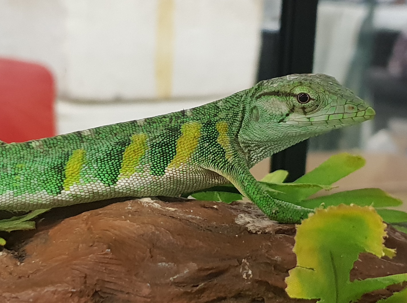 Polychrus marmoratus