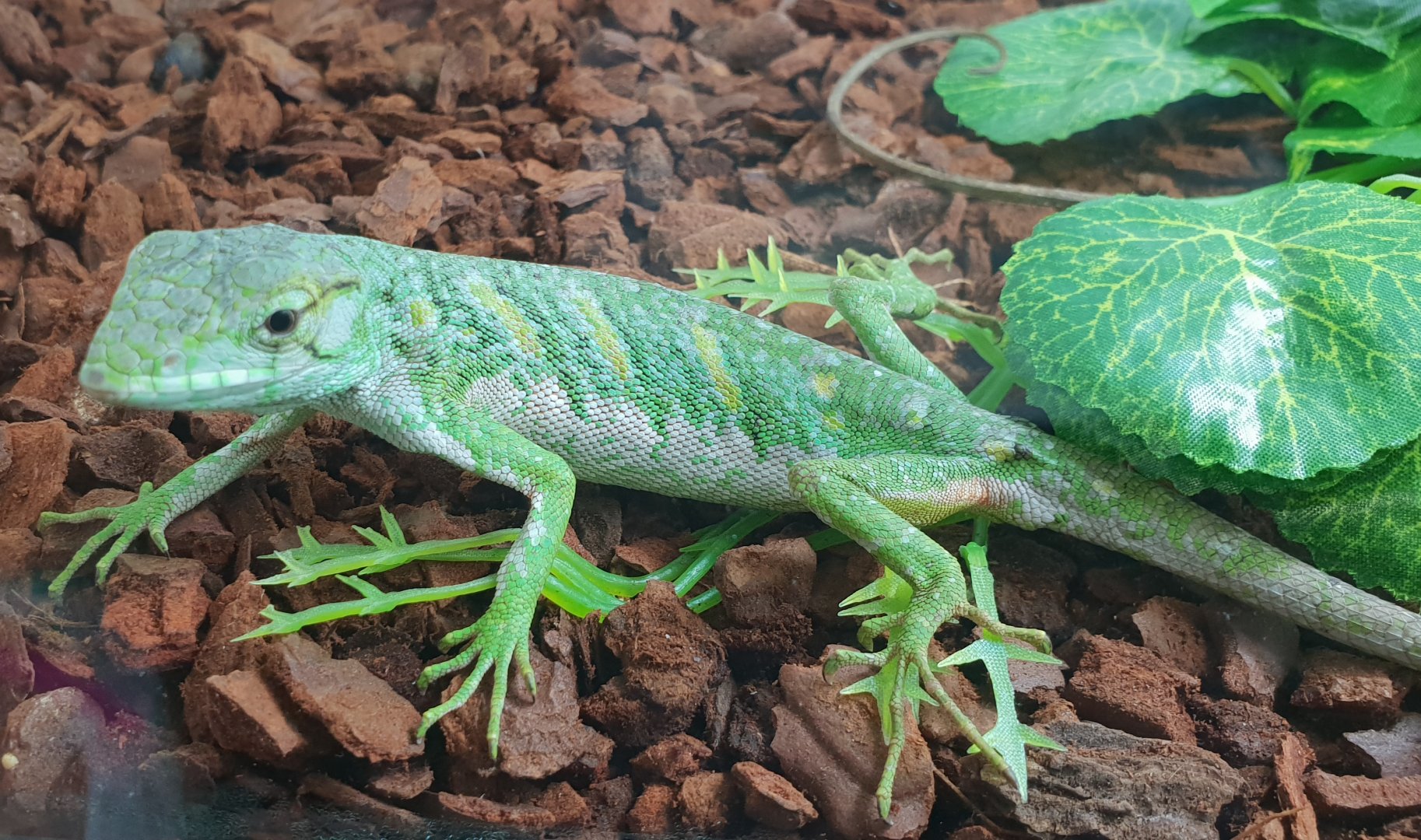 Polychrus marmoratus