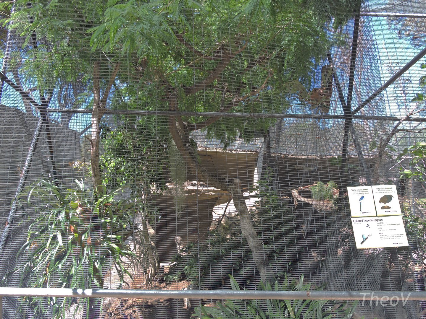 Polynesian scrubfowl aviary [2015]