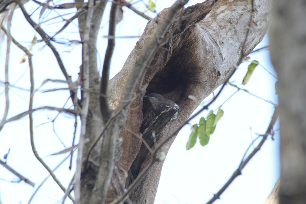 Polynesian Starling (Aplonis tabuensis) in the entrance to a tree hollow
