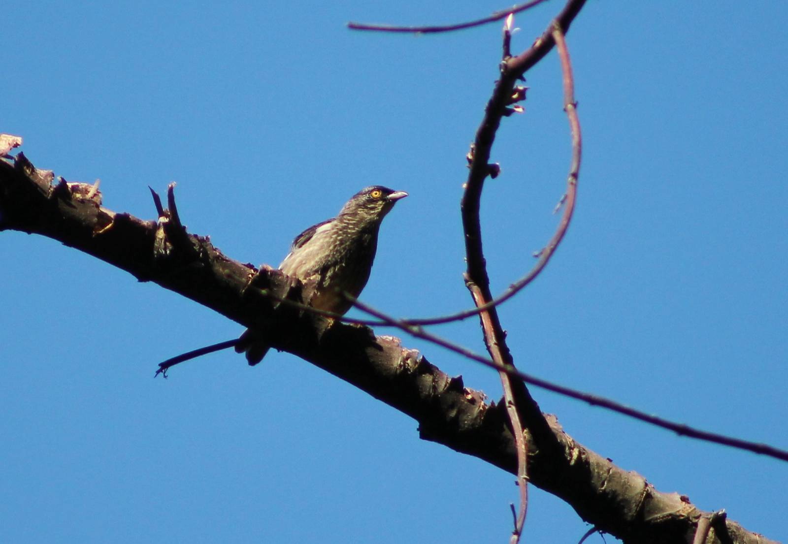 Polynesian starling (Aplonis tabuensis)