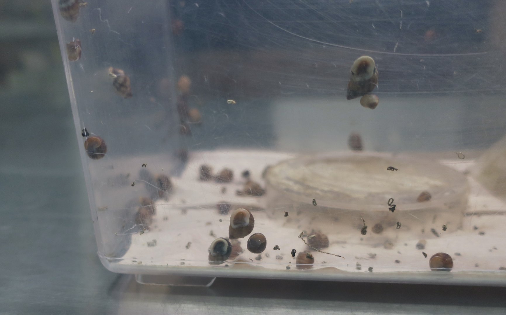 Polynesian Tree Snail (Partula nodosa)