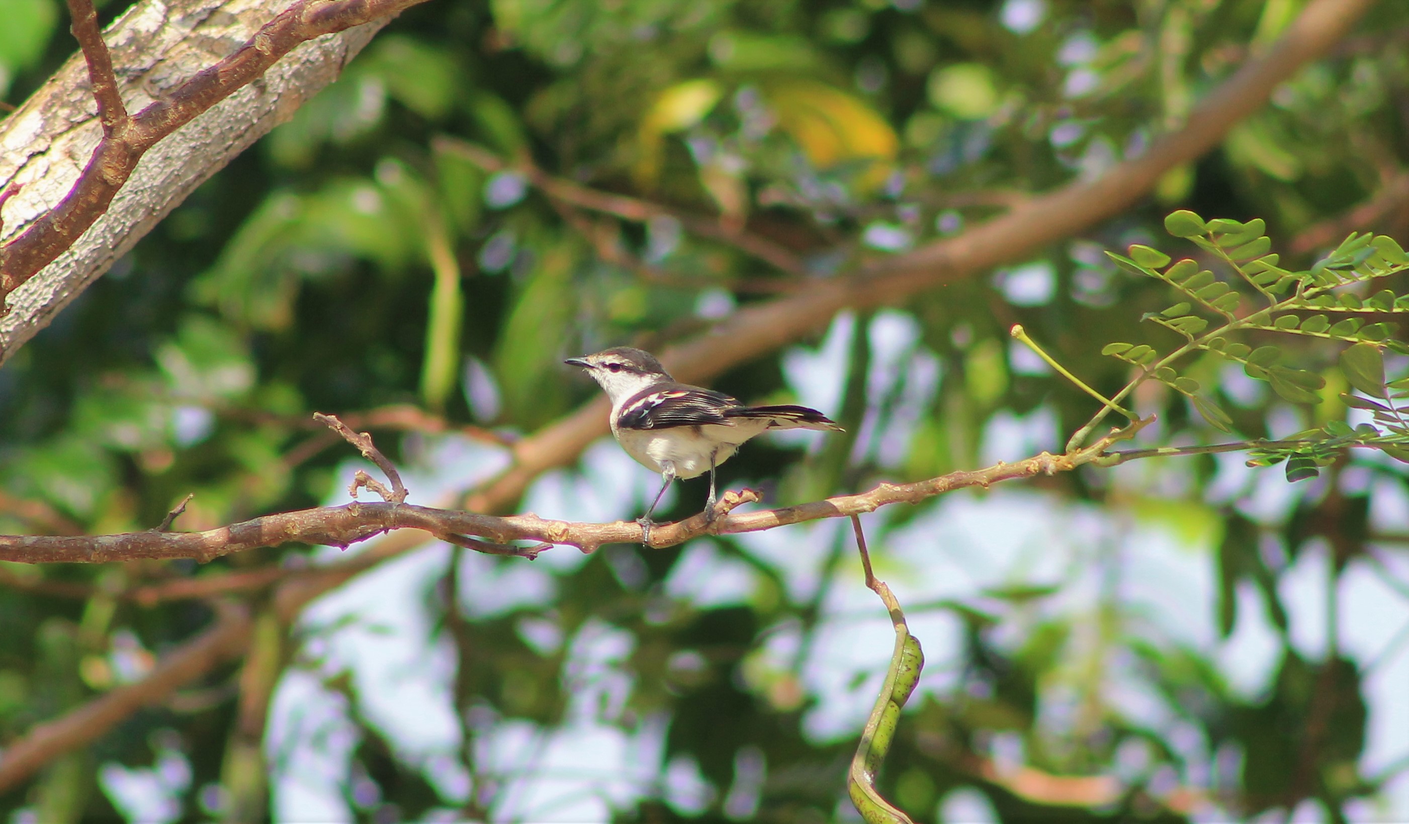 Polynesian Triller (Lalage maculosa modesta)