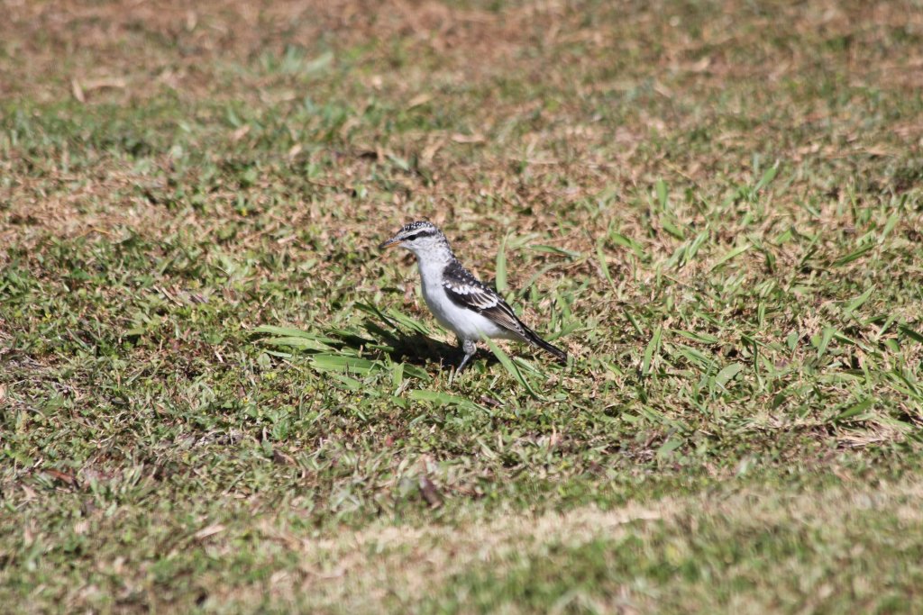 Polynesian Triller (Lalage maculosa)