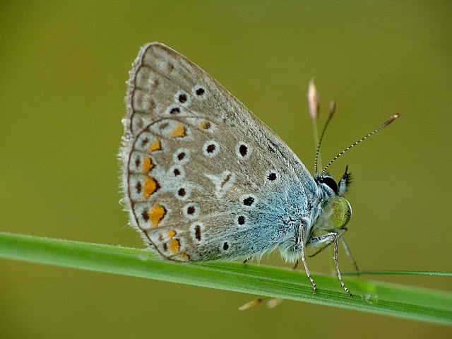 Polyommatus icarus