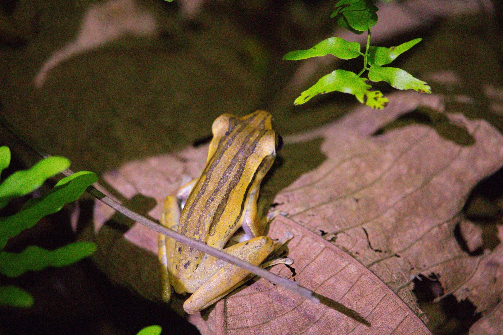 Polypedates leucomystax
