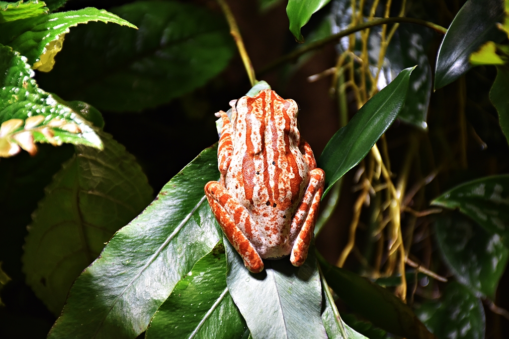 Polypedates megacephalus