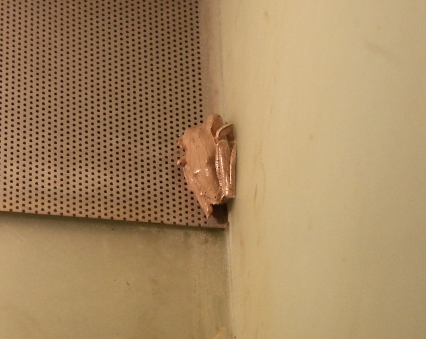 Polypedates otilophus