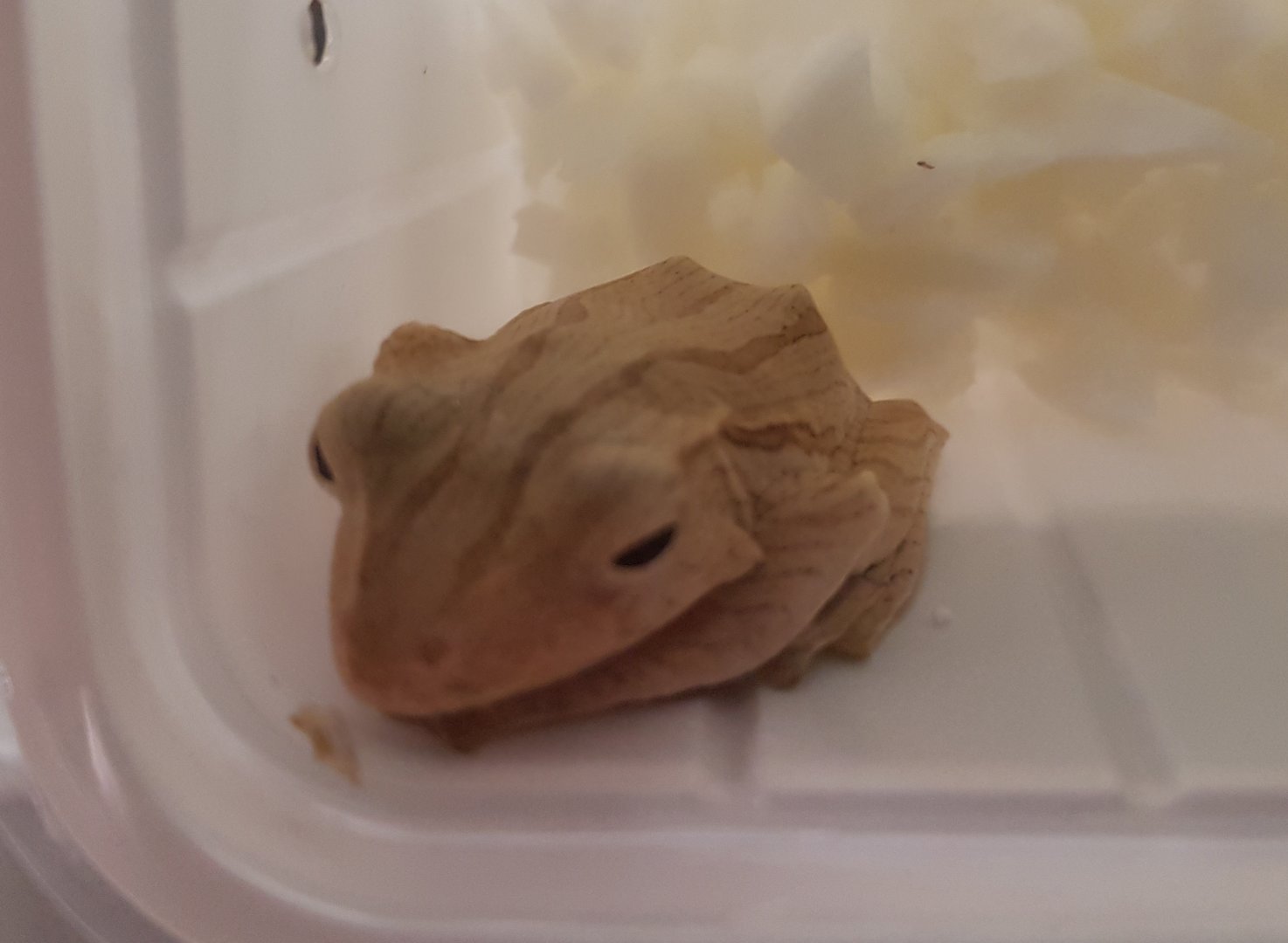 Polypedates otilophus