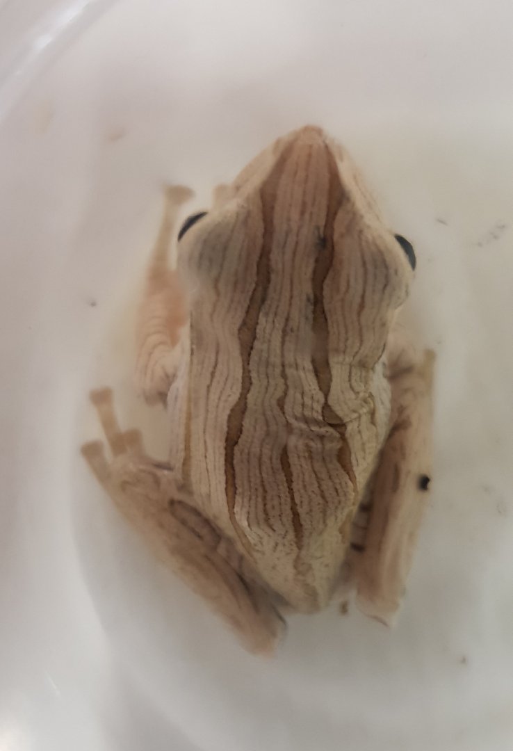 Polypedates otilophus