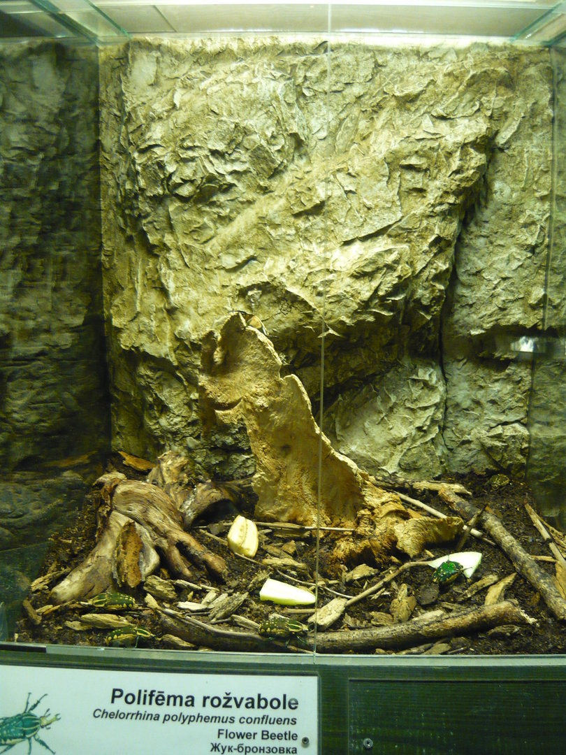Polyphemus beetle enclosure