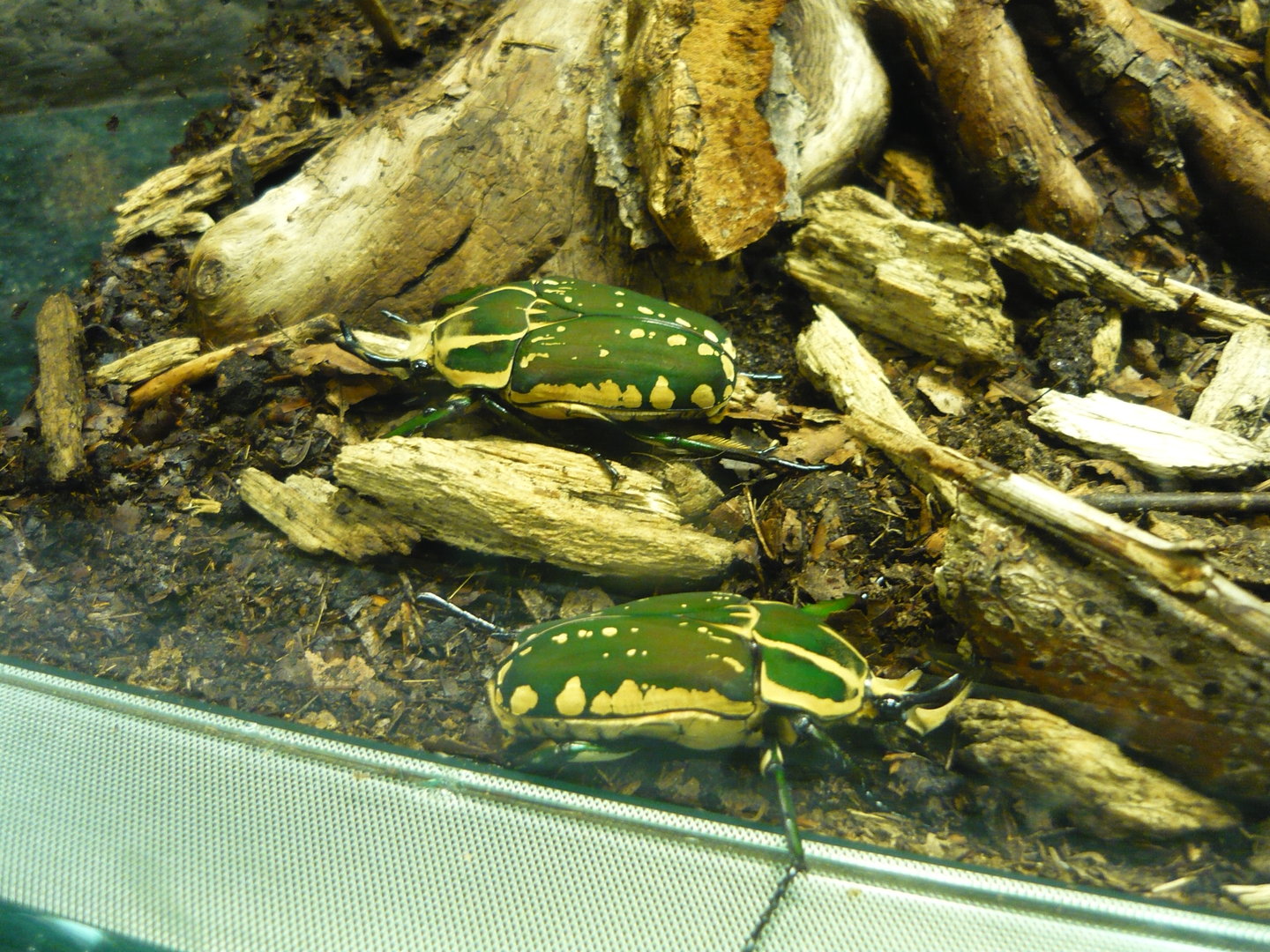 Polyphemus beetles (Mecynorrhina polyphemus confluens)